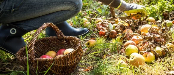 Fremde Früchte: Solche, die von selbst vom Nachbargrundstück auf das eigene fallen, dürfen aufgesammelt werden - Nachhelfen ist aber verboten. - © Christin Klose/dpa-tmn