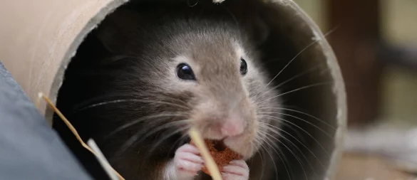 Mit Einstreu und Nistmaterial kann man dem Hamster ein kuscheliges Heim bereiten. - © Caroline Seidel-Dißmannel/dpa-tmn