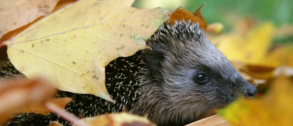 Schutz und Wärme: Igel nutzen Laubhaufen gern als Versteck. - © Patrick Pleul/dpa/dpa-tmn