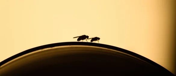 Lästige Fruchtfliegen: Mit ein paar Handgriffen kann man einen Befall vermeiden. - © Klaus-Dietmar Gabbert/dpa-tmn