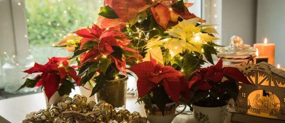 Schwere Vergiftungen durch Weihnachtsdeko sind selten, aber Vorsicht ist besser als Nachsicht. - © Christin Klose/dpa-tmn