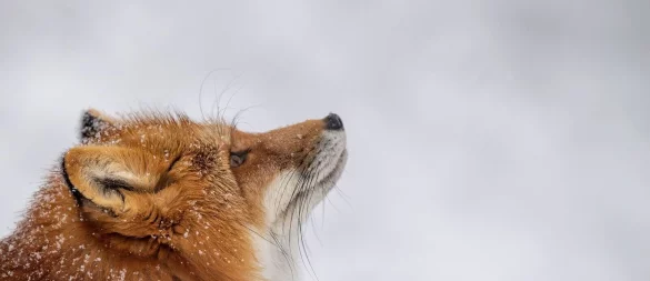 Was macht der Fuchs im Winter? Er hält keinen Winterschlaf, sondern geht auf Mäusejagd. - © Lino Mirgeler/dpa/dpa-tmn