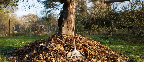 Laubhaufen im Garten? Statt das Herbstlaub zu entsorgen, kann es als Unterschlupf für Igel und Insekten dienen. - © Florian Schuh/dpa-tmn