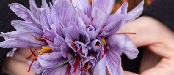 Erntezeit im Altenburger Land: Jeder Safranblüte wird einzeln per Hand gepflückt. - © Andreas Drouve/dpa-tmn