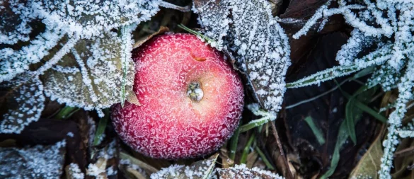 Überbleibsel: Wer im Herbst etwas Fallobst liegenlässt, schenkt etwa Gartenvögeln eine wertvolle Nahrungsquelle. - © Christin Klose/dpa-tmn