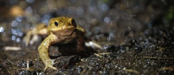Auf dem Weg ins Winterquartier: Natürliche Rückzugsorte, wie Laub- und Komposthaufen, bieten Kröten, Fröschen und Molchen Schutz vor Frost. - © Pia Bayer/dpa/dpa-tmn