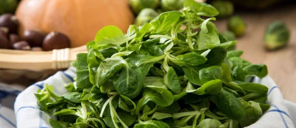 Die zarten, grünen Blättchen des Feldsalats sind empfindlich und sollten daher möglichst frisch auf den Teller kommen. - © Christin Klose/dpa-tmn