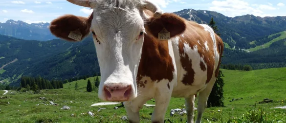 «Weidemilch» klingt nach Kühen auf riesigen, saftigen Wiesen – doch was steckt wirklich hinter dem Begriff? - © Merle Schmalenbach/dpa-tmn