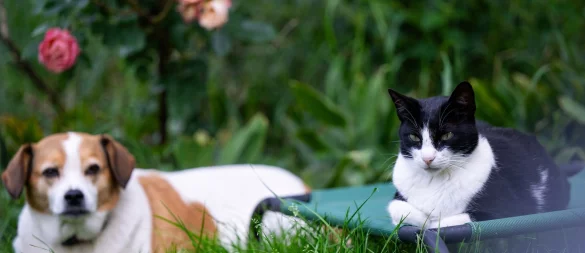 Unterschiedliche Charaktere erschweren das Zusammenleben von Hund und Katze: Nicht jede Konstellation ist geeignet. - © Monika Skolimowska/dpa
