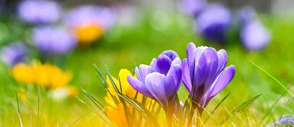 Krokusse, Tulpen, Narzissen: Wer sie im Frühjahr im Garten blühen sehen möchte, muss im Herbst Zwiebeln setzen. - © Jens Kalaene/dpa/dpa-tmn