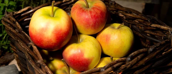 Äpfel lagern besser nicht neben anderem Obst - sie sondern ein Gas ab, durch das Früchte in ihrer Nähe schneller verderben. - © Franziska Gabbert/dpa-tmn