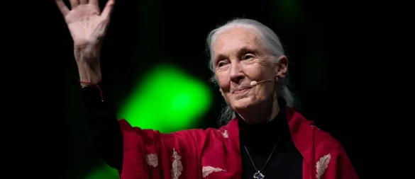 Der Tod der berühmten Schimpansenforscherin Jane Goodall hat weltweit Trauer ausgelöst. (Archivbild) - © Sven Hoppe/dpa