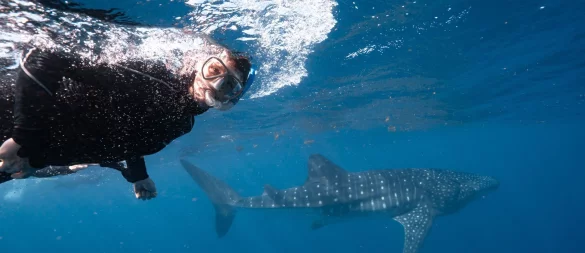 Der Walhai ist da: Auf organisierten Schnorcheltrips sieht man die Tiere mit hoher Wahrscheinlichkeit. - © Exmouth Dive and Whalesharks Ningaloo/dpa-tmn