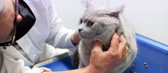 Juckreiz, Fellverlust und Magen-Darm-Beschwerden können auf eine Nahrungsmittelallergie bei Hund oder Katze hinweisen, daher sollten solche Symptome immer vom Tierarzt abgeklärt werden. - © Karolin Krämer/dpa-tmn