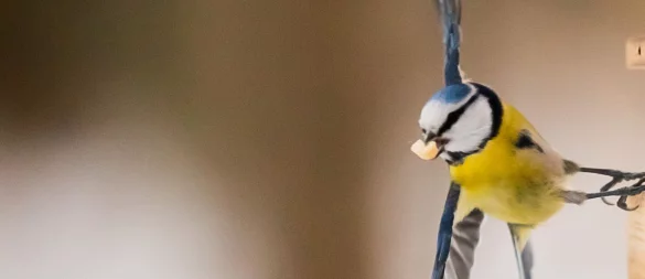 Selbstgemachtes Vogelfutter bietet Wintervögeln nahrhafte Energie und sind ein tolles Bastelprojekt für die Adventszeit. - © Christoph Soeder/dpa/dpa-tmn
