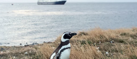 An Land ungelenk, im Wasser pfeilschnell: Auf der Insel Magdalena leben die Magellanpinguine. - © Andreas Drouve/dpa-tmn