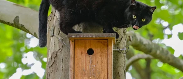 Vogelgrippe: Besonders Freigänger-Katzen in betroffenen Gebieten sind gefährdet, da sie am ehesten mit infizierten Vögeln in Kontakt kommen. - © Patrick Pleul/dpa/dpa-tmn