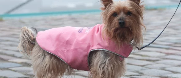 Schützt bei Regen und Kälte: Bei kurzbeinigen Rassen kann ein Wintermantel für Wuffi sinnvoll sein. - © Stefan Sauer/dpa/dpa-tmn