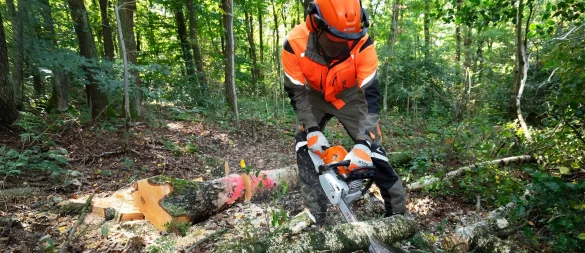 Kräftige Stämme, starkes Gerät: Wer Bäume mit einem Durchmesser von mehr als zehn Zentimeter bezwingen will, muss zur Benzin-Motorsäge greifen. - © Claudio Kalex/SidM/selbst.de/dpa-tmn