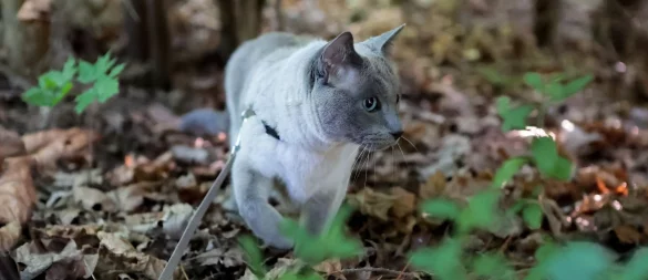 Spaziergänge an der Leine bieten Abwechslung – wenn die Katze sich wohlfühlt. - © Karolin Krämer/dpa-tmn