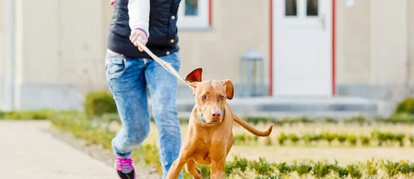 Der Hund bestimmt, wo es langgeht? Mit ein paar einfachen Tricks lässt sich der Spieß umdrehen. - © Monique Wüstenhagen/dpa-tmn