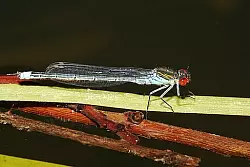 Bunte Jäger - © Schieder