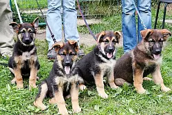 Laura, Lisa, Lena und Laurin: Vier Sch&auml;ferhundwelpen sind im Wald ausgesetzt worden und leben nun im Tierheim. - &copy; Schwarzer