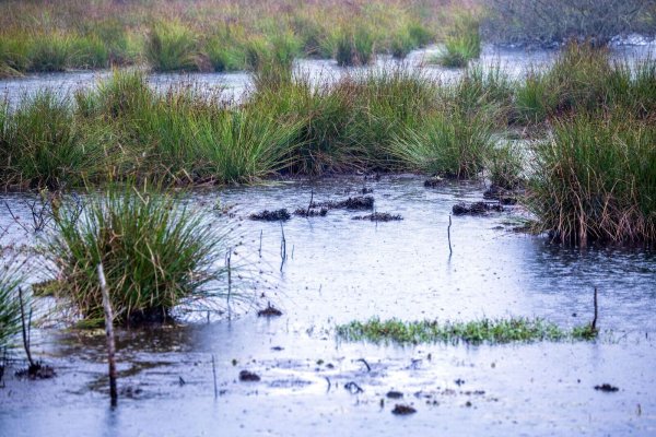 Moore sind nicht nur wichtige Wasserspeicher - sie spielen im Klimaschutz eine herausragende Rolle (Archivbild). - © Jens Büttner/dpa