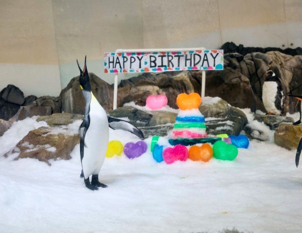 Für «Birthday Boy» Pesto hagelte es Geschenke - inklusive Gelee-Torte. - © --/Sea Life Melbourne Aquarium/dpa