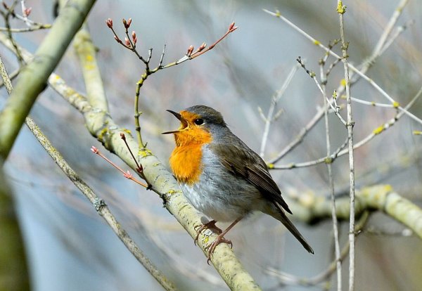 Lichtverschmutzung hat Einfluss auf tagaktive Vögel wie das Rotkehlchen: Sie singen morgens früher und abends länger. (Archivbild) - © Jens Kalaene/dpa-Zentralbild/dpa
