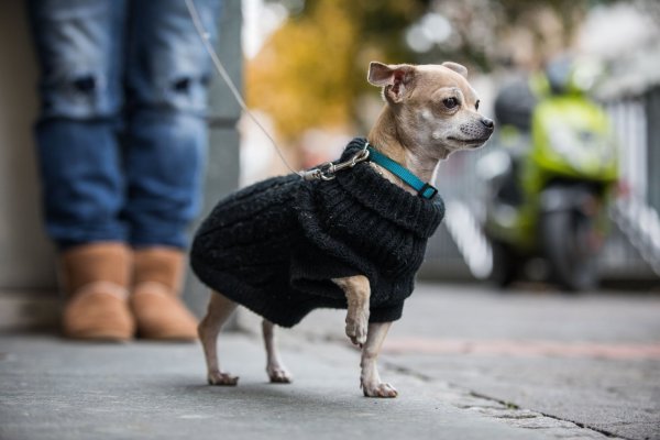 Hund mit Pullover - © Foto: Frank Rumpenhorst/dpa