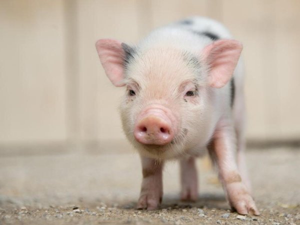 Mini-Schwein - © Foto: picture alliance / dpa