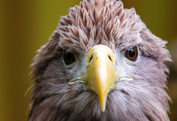 Der größte europäische Greifvogel, der Seeadler, war einst in vielen Ländern Europas ausgerottet. Nun leben in Deutschland wieder mehr als 1.000 Brutpaare. (Archivbild) - © Jens Büttner/dpa
