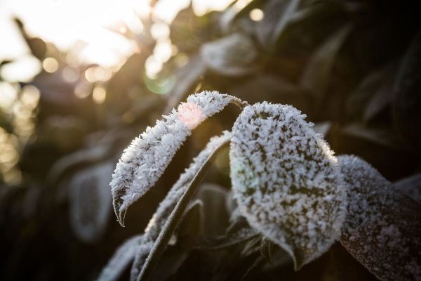 Robuster Gartenbewohner: Der Kirschlorbeer (Prunus laurocerasus) kommt gut mit frostigen Temperaturen zurecht. - © Christin Klose/dpa-tmn