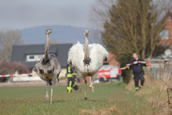 Wilde Jagd: Die Feuerwehrmänner versuchen, die Laufvögel einzufangen. - © Alex Lehn