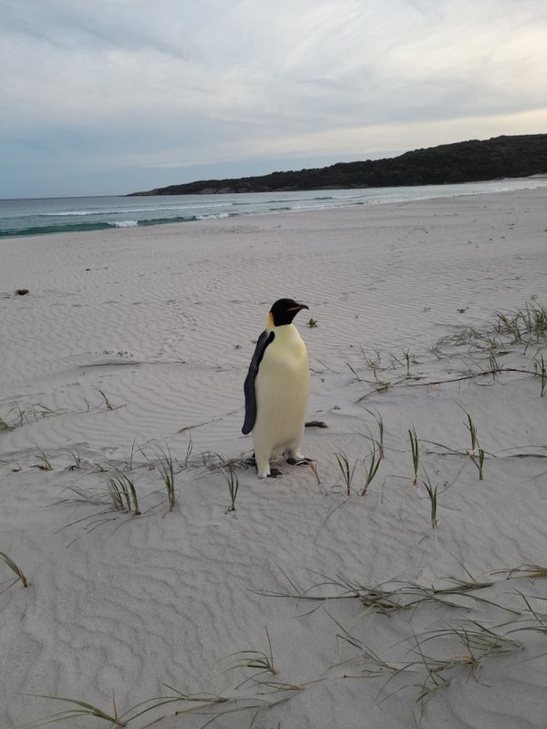 Einsam und etwas überrascht fand sich der Kaiserpinguin plötzlich in Australien wieder. - © Uncredited/DBCA/dpa
