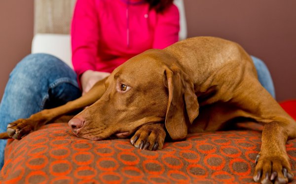 Allergien oder Unverträglichkeiten bei Hunden zeigen sich oft durch Verdauungsprobleme, Juckreiz oder Verhaltensänderungen. - © Monique Wüstenhagen/dpa-tmn
