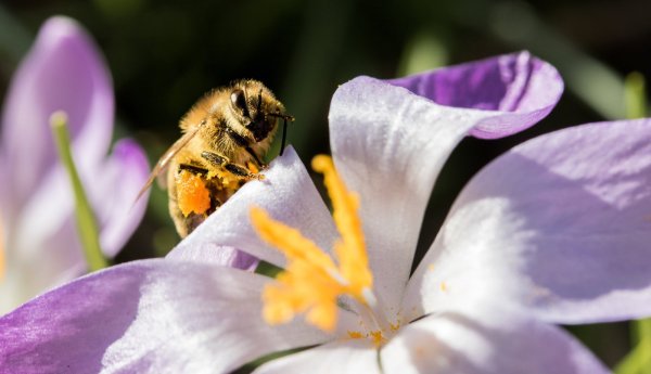 Hallo Frühling: Eine Biene sitzt auf einer Krokusblüte. - © dpa