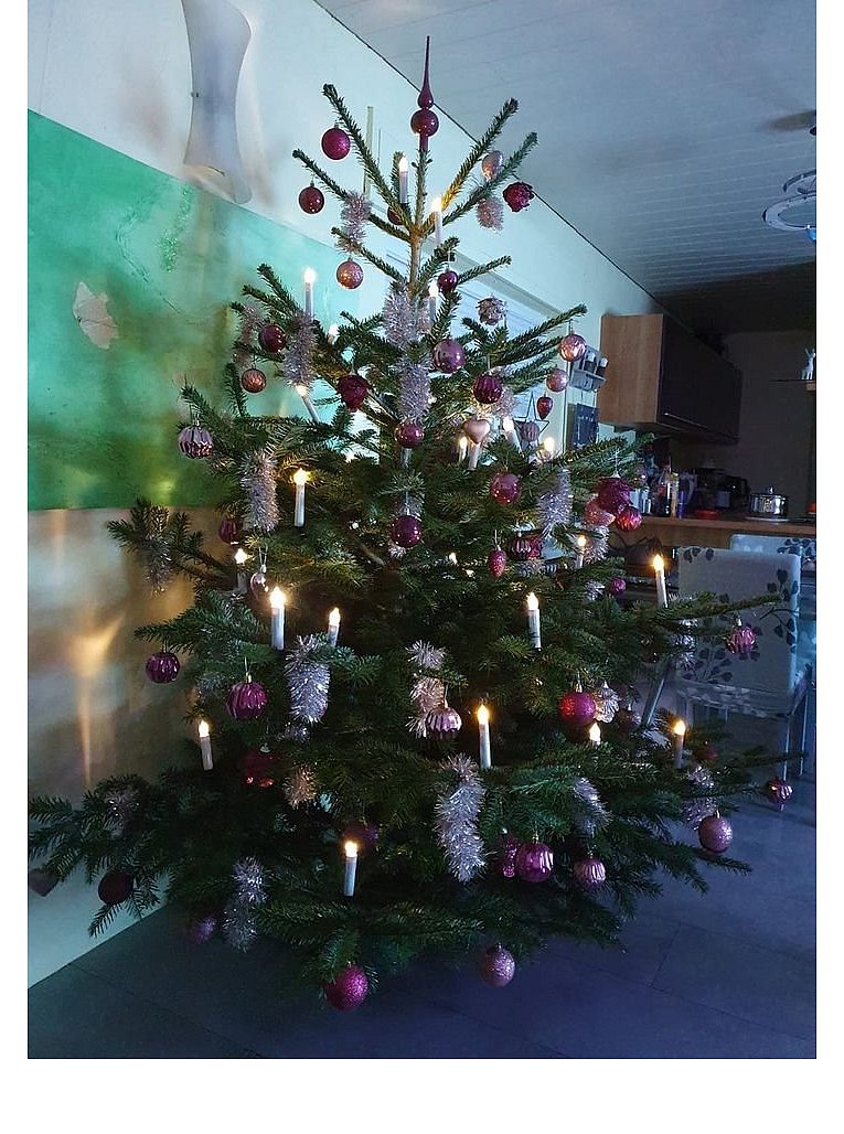 Weihnachtsbäume in Lippe