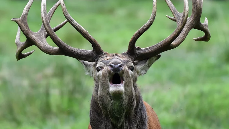 Inzucht unter Rotwild ist stark verbreitet - das haben genetische Untersuchungen ergeben. Das Problem ist vor allem menschengemacht. Symbolfoto: Carsten Rehder/dpa - © dpa