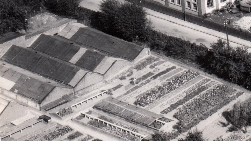Ein vertrauter Anblick für viele Braker: Die Gärtnerei Kaufmann mit ihren Gewächshäusern um 1959. - © Westdeutscher Luftfoto Bremen