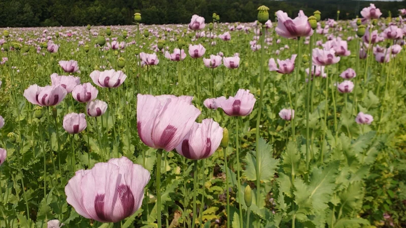 Der Blaumohn von Landwirt Werner Klemme wird wahrscheinlich am Pfingstwochenende seine Bl&uuml;ten &ouml;ffnen. - &copy; Archivfoto: Birgit Zierke