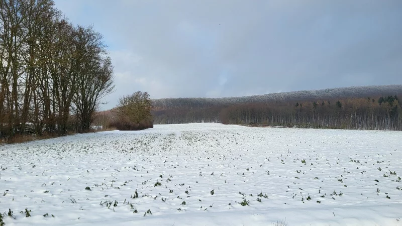 Auf dieser Fl&auml;che zwischen Brakelsiek und Schwalenberg soll eine Photovoltaikanlage entstehen. Ob die Stadt daf&uuml;r den Bebauungsplan &auml;ndert, muss sich noch entscheiden. - &copy; Silke Buhrmester