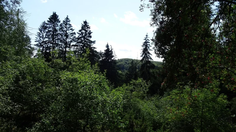 Ein Blick in die Waldgesellschaft am B&auml;renstein. - &copy; Biologische Station Lippe