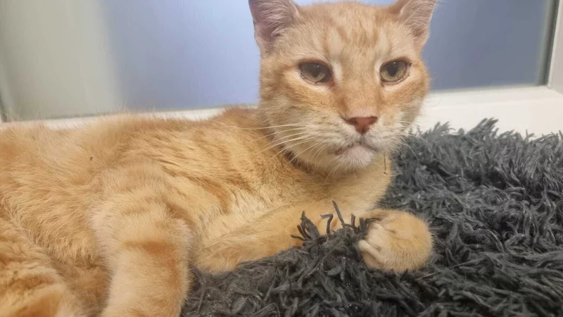 Im Alter versto&szlig;en: Kater Theo. - &copy; Tierheim