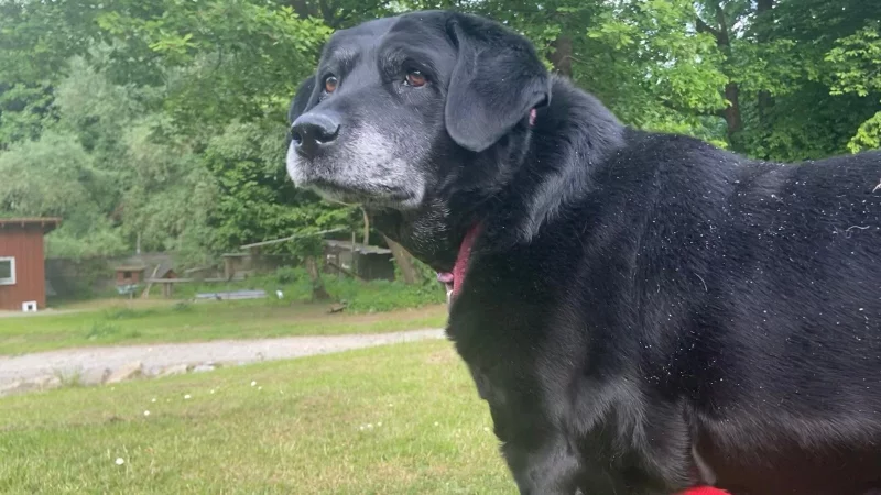 Die 14-j&auml;hrige Susi sucht einen Gnadenplatz. - &copy; Tierheim Detmold