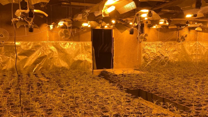 Illegale Cannabisplantage: Ermittler entdeckten 6.000 Pflanzen bei der Razzia in NRW. Der Ort dieser vom LKA verbreiteten Aufnahme ist unbekannt. - &copy; LKA NRW
