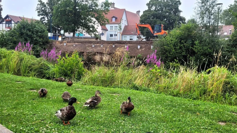 Die Arbeiten am Begabalkon am Langenbrücker Tor haben begonnen. Beäugt wird das Projekt auch von den Enten am gegenüberliegenden Ufer. - © Katrin Kantelberg