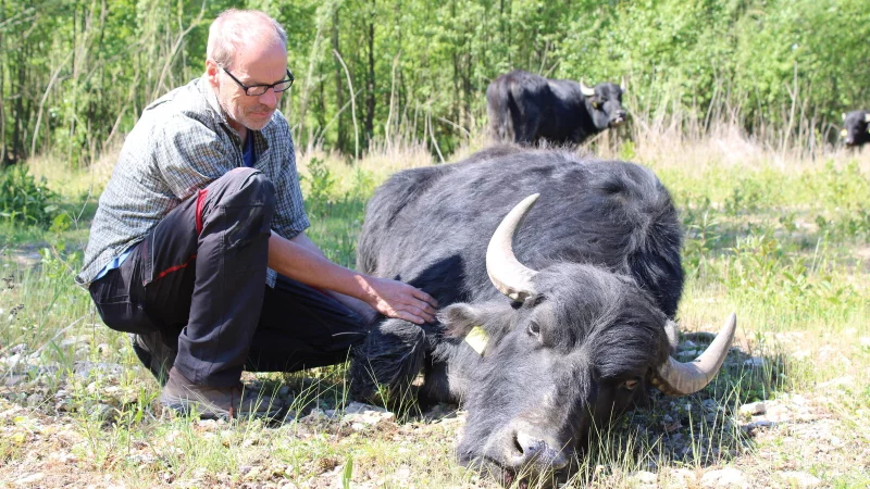 Dirk Grote wird von den Wasserbüffeln direkt freudig begrüßt. "Die Tiere sind momentan besonders anhänglich", sagt der Landschaftspfleger. - © Lorraine Brinkmann