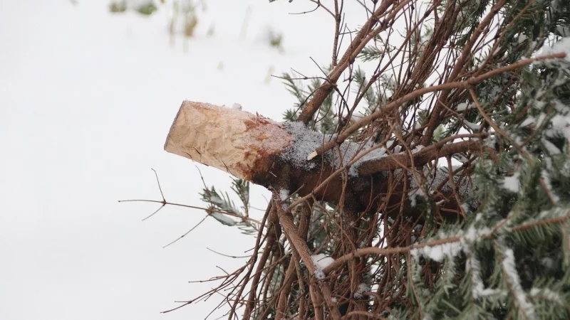 Ausgediente Weihnachtsb&auml;ume k&ouml;nnen in Lemgo wieder an zahlreichen Sammelstellen im Stadtgebiet abgelegt werden. - &copy; Symbolbild: Pixabay